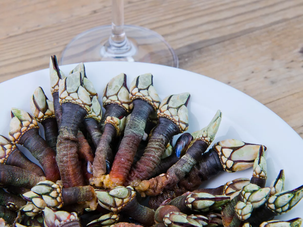 Percebes